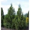 Sikkelden (Cryptomeria Japonica 'Kitayama') -Planten Verkoopwinkel 2887689 v t5