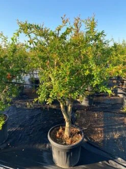 Granaatappel Als Solitair (Punica Granatum) -Planten Verkoopwinkel 2abb39e3 174c 4ec1 a229 9f8a81d17e96 1