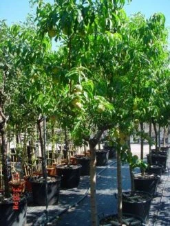 Perzikboom (Prunus Persica) -Planten Verkoopwinkel 312prunuspersica 3