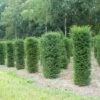 Taxus (Taxus Baccata Cilinder) -Planten Verkoopwinkel 343taxusbaccatacilinder 1