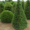 Taxus Als Pyramide (Taxus Baccata) -Planten Verkoopwinkel 347taxusbaccatapir 5