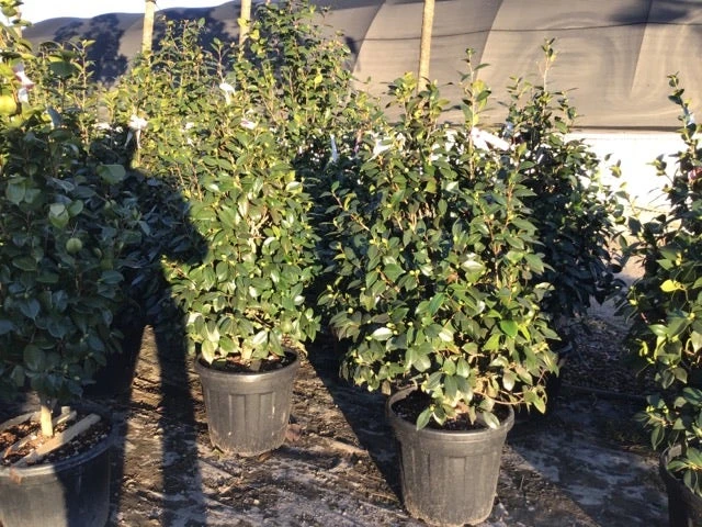 Camelia (Camellia Japonica 'Nuccio's Pearl') 2 Camelia (Camellia Japonica 'Nuccio's Pearl') - Afbeelding 2