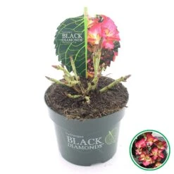 Hortensia (Hydrangea Black Diamonds Dark Angel) -Planten Verkoopwinkel 3 4