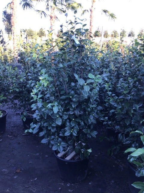 Camelia (Camellia Japonica 'Purity') 2 Camelia (Camellia Japonica 'Purity') - Afbeelding 2