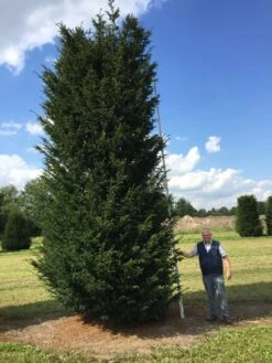 Grote Venijnboom (Taxus Baccata) -Planten Verkoopwinkel 550600 x 175 200 1