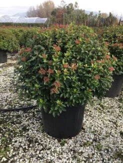 Sneeuwbal Als Bolvorm (Viburnum Tinus 'Eve Price') -Planten Verkoopwinkel 6070 3