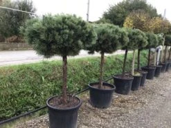 Grove Den Op Stam (Pinus Sylvestris 'Watereri') -Planten Verkoopwinkel 7