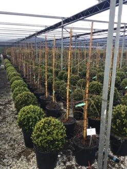 Japanse Esdoorn (Acer Palmatum 'Viridis') -Planten Verkoopwinkel 7 2