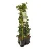 Hedera-Clematis Mix Haag (Forever Friends) -Planten Verkoopwinkel 895802 mix hedera forever fr. pbr 1 meter privacy 2