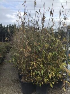 Winterzoet (Chimonanthus Praecox) 11 Winterzoet (Chimonanthus Praecox) -Planten Verkoopwinkel 9