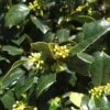 Amerikaanse Hulst Als Bol (Ilex 'Nellie R Stevens') -Planten Verkoopwinkel 9784ed14 8f33 4c9d 9594 cb0687c69165