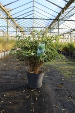 Niet Woekerende Bamboe (Fargesia Robusta 'Pingwu') -Planten Verkoopwinkel 99270d6993418a6fc1af88a65aadc88b