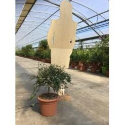 Vingerlimoen (Microcitrus Australasica) -Planten Verkoopwinkel a5716a4b9a5f1717c844091f5438703626036bc7