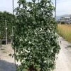 Amberboom Als Leivorm (Liquidambar Styraciflua) 39 Amberboom Als Leivorm (Liquidambar Styraciflua) -Planten Verkoopwinkel aaaa