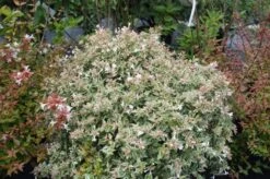 Abelia (Abelia Grandiflora 'Confetti') -Planten Verkoopwinkel abelia confetti 4