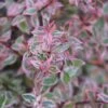 Abelia (Abelia Grandiflora 'Confetti') -Planten Verkoopwinkel abelia confetti 5
