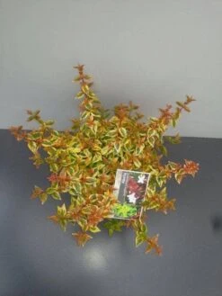 Abelia (Abelia Grandiflora 'Kaleidoscope') -Planten Verkoopwinkel abelia gr. kaleidoscope