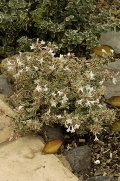 Abelia (Abelia Grandiflora 'Confetti') -Planten Verkoopwinkel abelia x grandiflora confetti