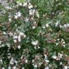 Abelia (Abelia Grandiflora 'Sherwood') -Planten Verkoopwinkel abelia x grandiflora sherwood
