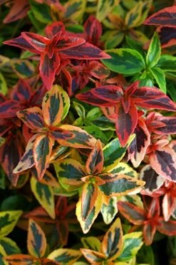 Abelia (Abelia Grandiflora 'Kaleidoscope') -Planten Verkoopwinkel abgkale abelia kaleidoscope close up foliage