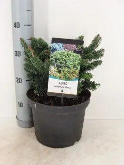 Dwerg Balsemden (Abies Balsamea 'Nana') -Planten Verkoopwinkel abies balsemea nana c5 m