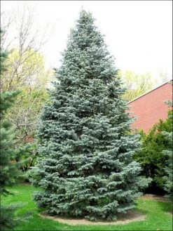 Colorado Zilverspar (Abies Concolor) 17 Colorado Zilverspar (Abies Concolor) -Planten Verkoopwinkel abies concolor