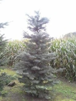 Colorado Zilverspar (Abies Concolor) 13 Colorado Zilverspar (Abies Concolor) -Planten Verkoopwinkel abies concolor 300 350