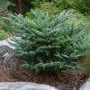 Koreaanse Zilverspar (Abies Koreana 'Silberlocke') -Planten Verkoopwinkel abies koreana silberlocke