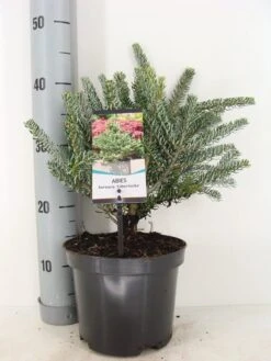 Koreaanse Zilverspar (Abies Koreana 'Silberlocke') -Planten Verkoopwinkel abies koreana silberlocke c3 m 2
