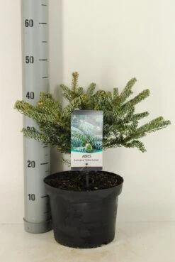 Koreaanse Zilverspar (Abies Koreana 'Silberlocke') -Planten Verkoopwinkel abies koreana silberlocke c5 m 2 1