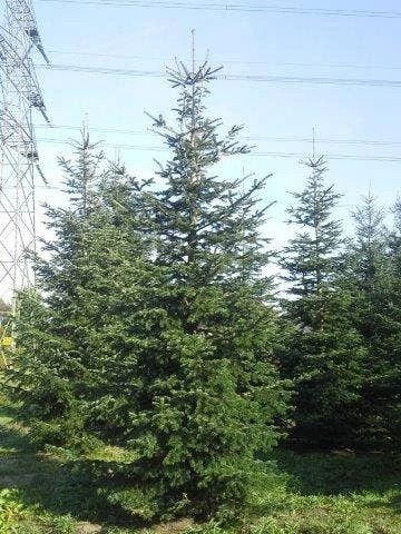 Nordmann-spar (Abies Nordmanniana) 12 Nordmann-spar (Abies Nordmanniana) - Afbeelding 12