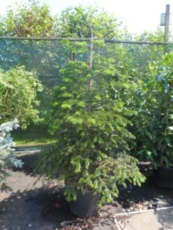 Nordmann-spar (Abies Nordmanniana) 22 Nordmann-spar (Abies Nordmanniana) -Planten Verkoopwinkel abies nordmanniana 150 175 200