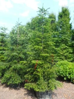 Nordmann-spar (Abies Nordmanniana) -Planten Verkoopwinkel abies nordmanniana 250 300 1
