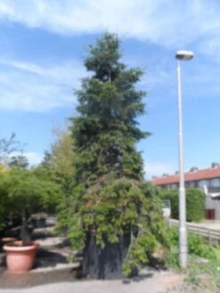 Nordmann-spar (Abies Nordmanniana) -Planten Verkoopwinkel abies nordmanniana 400 500 c1500 1