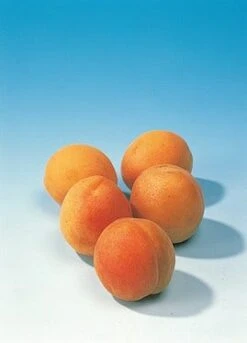 Abrikozenboom (Prunus Armeniaca) -Planten Verkoopwinkel abrikoos 1