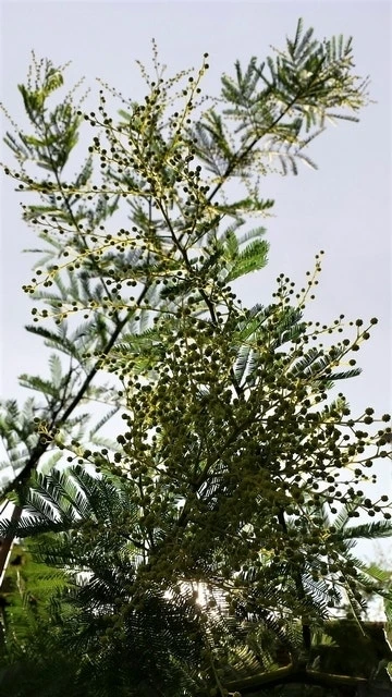 Mimosa (Acacia Dealbata) 4 Mimosa (Acacia Dealbata) - Afbeelding 4