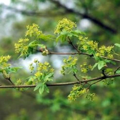 Spaanse Aak (Acer Campestre) -Planten Verkoopwinkel accampes 9 2