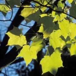 Colchische Esdoorn (Acer Cappadocicum 'Aureum') -Planten Verkoopwinkel accaureu 1