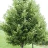 Rode Esdoorn (Acer Rubrum) -Planten Verkoopwinkel acer rubrum boomvormv01