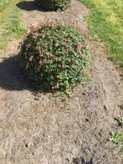 Spaanse Aak Als Bol (Acer Campestre)