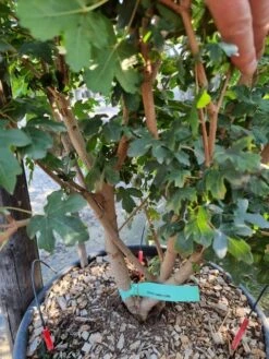 Uitgelichte producten -Planten Verkoopwinkel acer campestre meerstammig 2 1