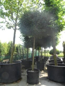 Bolesdoorn (Acer Campestre 'Nanum') -Planten Verkoopwinkel acer campestre nanum 20 25ho c200