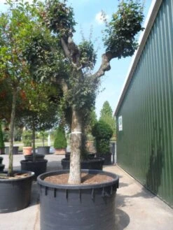 Bolesdoorn (Acer Campestre 'Nanum') -Planten Verkoopwinkel acer campestre oude solitaire knotvorm c1000