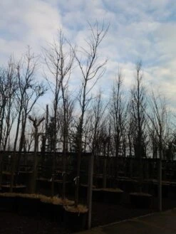 Rode Esdoorn (Acer Platanoides 'Crimson King') 19 Rode Esdoorn (Acer Platanoides 'Crimson King') -Planten Verkoopwinkel acer crimson king