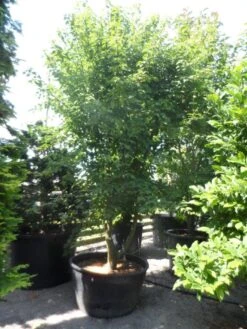 Chinese Esdoorn (Acer Davidii ) -Planten Verkoopwinkel acer davidii 350 400 c500 solitair meerstammig 1