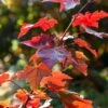 Rode Esdoorn (Acer Rubrum 'Fairview Flame') -Planten Verkoopwinkel acer fairview flame 1