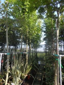 Esdoorn (Acer Freemanii 'Autumn Blaze') -Planten Verkoopwinkel acer freemanii autumn blaze 14 16 18 20ho cont