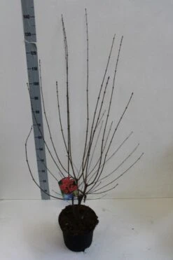 Papieresdoorn (Acer Griseum) -Planten Verkoopwinkel acer griseum 80 100 cm co 7.5lz kopie