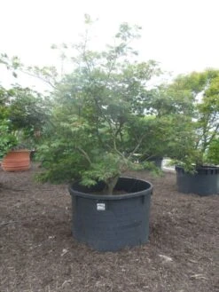 Japanse Esdoorn (Acer Japonicum 'Aconitifolium') -Planten Verkoopwinkel acer japonicum aconitifolium 250 300 c1500
