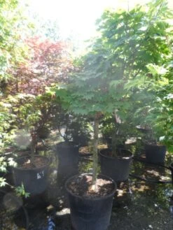 Japanse Esdoorn (Acer Japonicum 'Vitifolium') -Planten Verkoopwinkel acer japonicum vitifolium halfstam c130